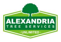 Alexandria Trees & Stumps image 2